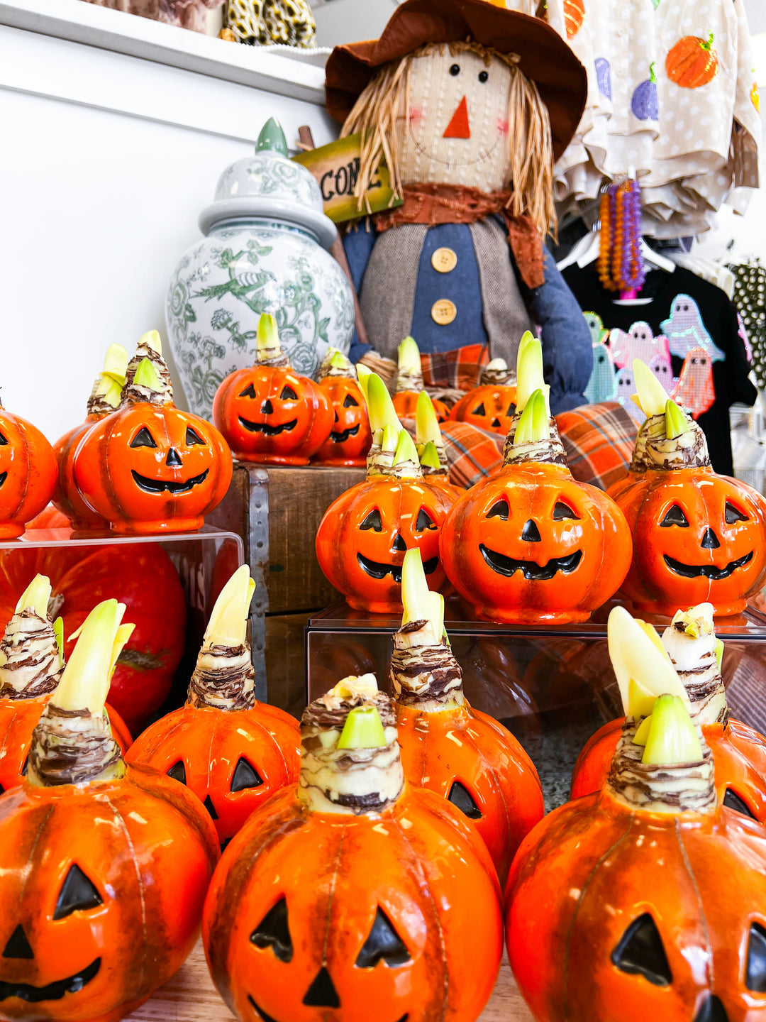 Jack-O-Lantern Waxed Amaryllis Bulbs
